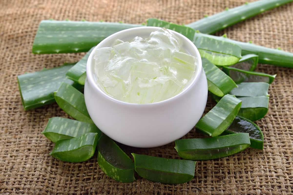 Aloe Vera Sabila producto organico